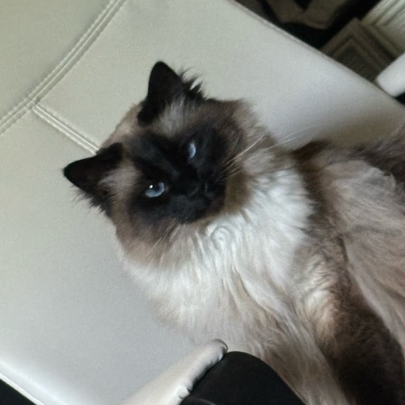 Meet your Posher, Elise - Picture 1 of 1